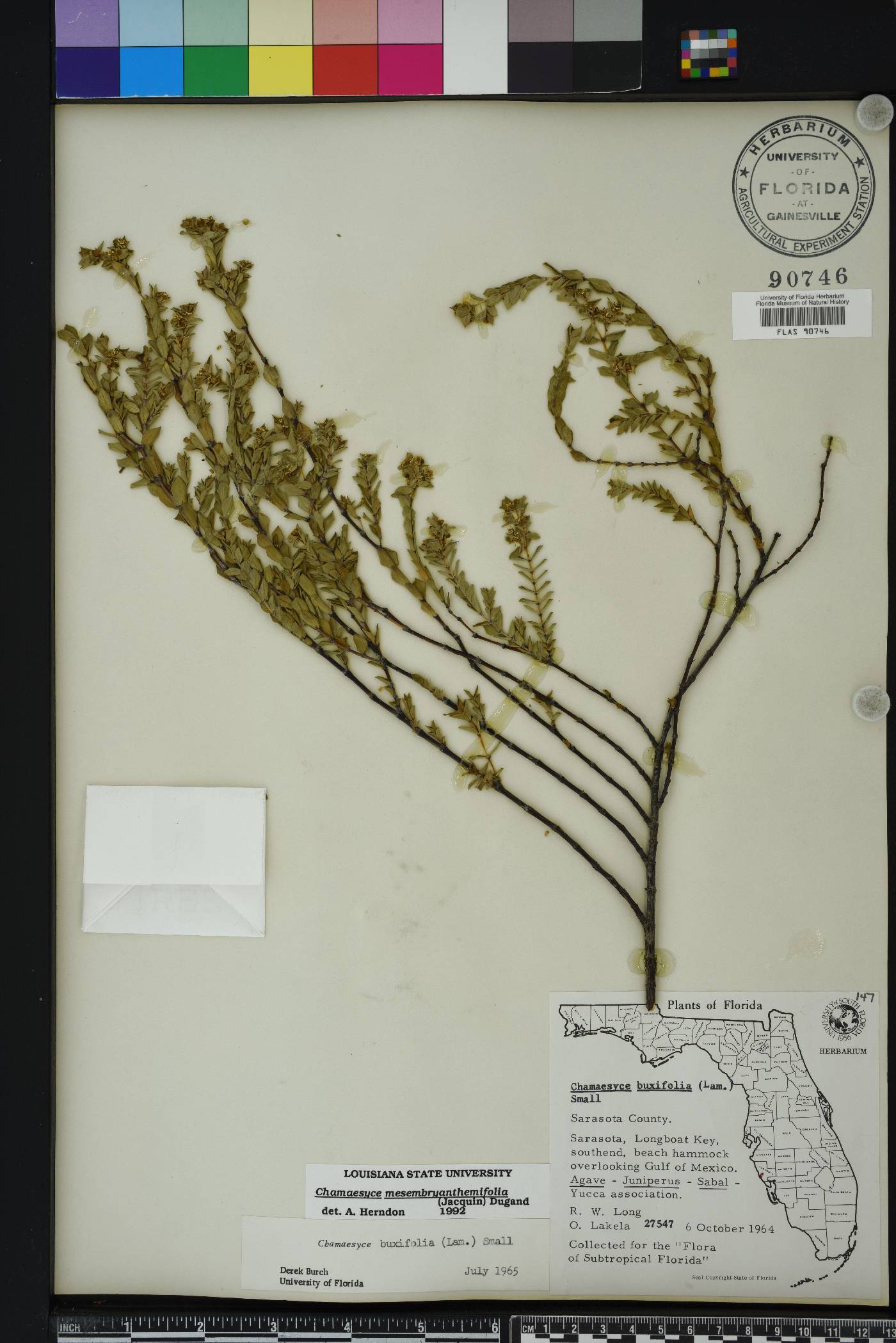 Chamaesyce mesembrianthemifolia image