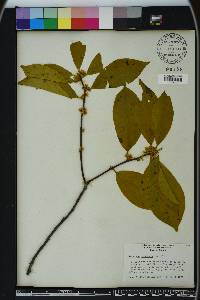 Symplocos tinctoria image