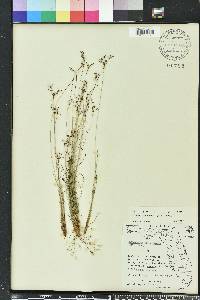 Bulbostylis ciliatifolia image