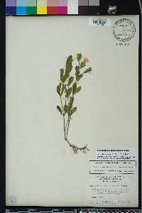 Dyschoriste oblongifolia image