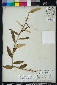 Pterocaulon pycnostachyum image