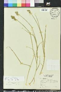 Carex vexans image