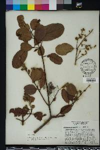 Laguncularia racemosa image