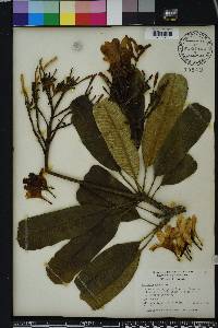 Plumeria obtusa image