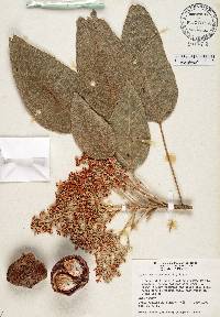 Aleurites moluccanus image