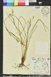 Sisyrinchium arenicola image