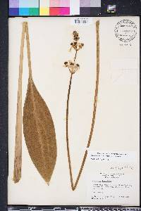 Sagittaria lancifolia image