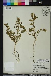 Chamaesyce hyssopifolia image