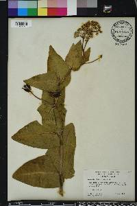 Asclepias humistrata image