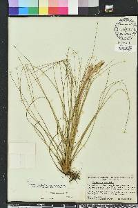 Tillandsia bartramii image