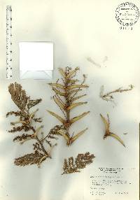 Acacia sphaerocephala image