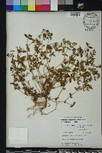 Euphorbia ophthalmica image