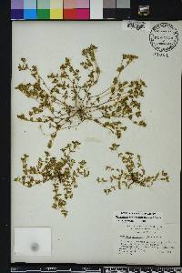 Euphorbia ophthalmica image