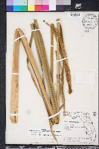 Typha domingensis image