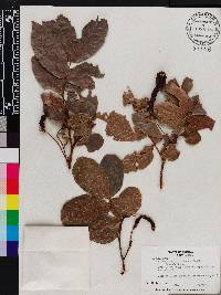 Cojoba rufescens image