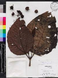 Bellucia pentamera image