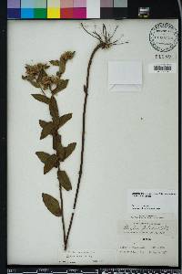 Pluchea baccharis image