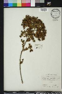 Hypericum myrtifolium image