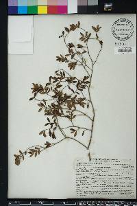 Eugenia foetida image