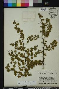 Crataegus michauxii image