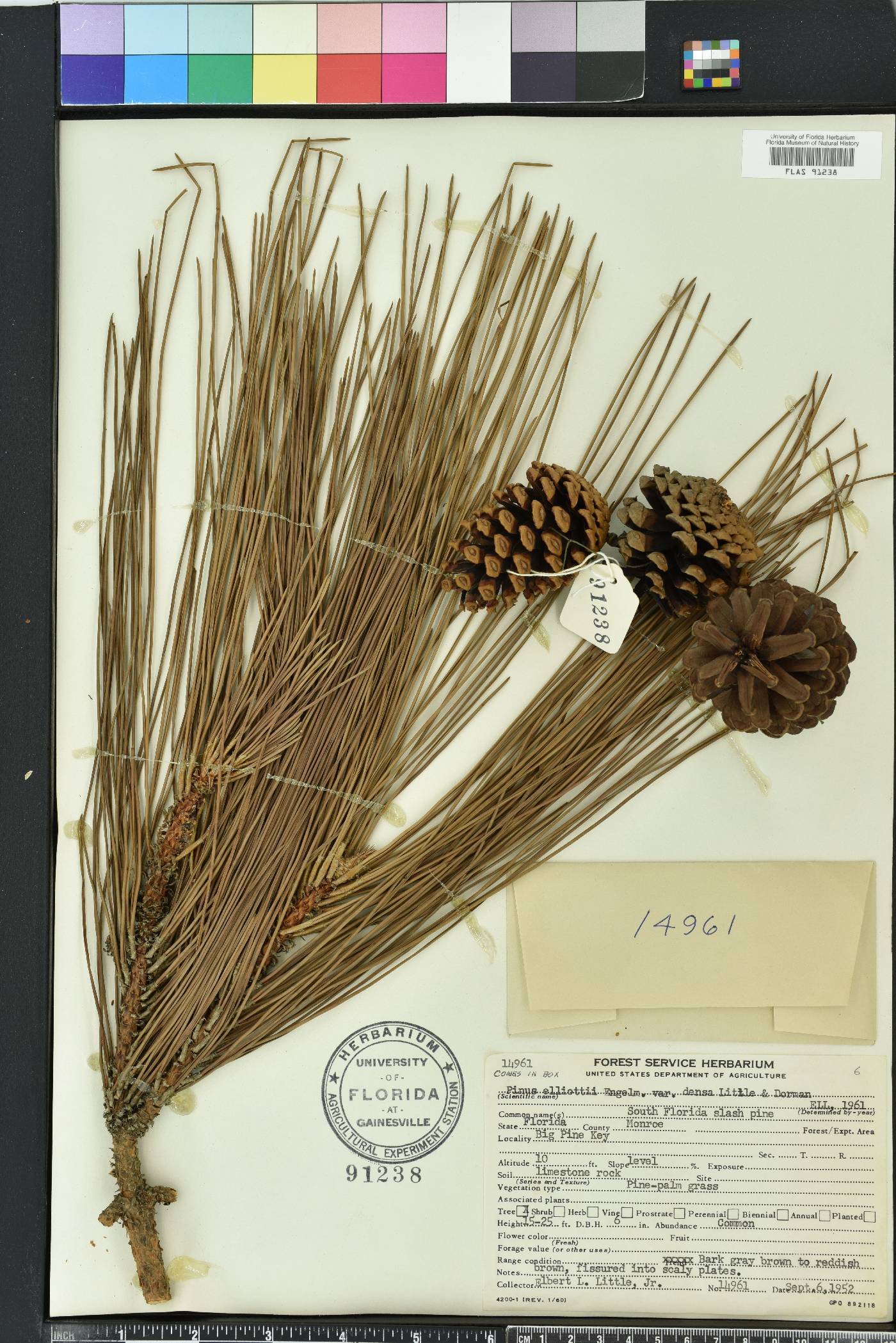Pinus elliottii var. densa image