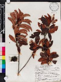 Ardisia escallonioides image