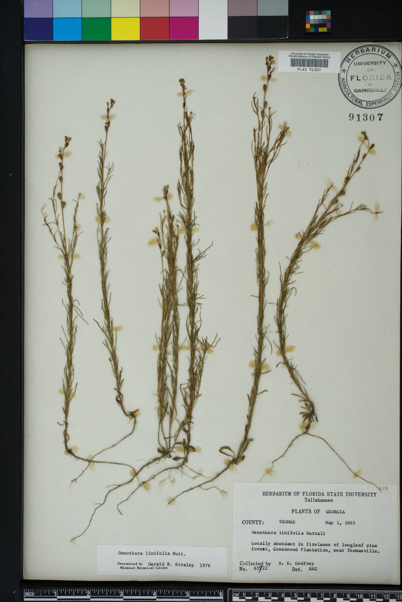 Oenothera linifolia image