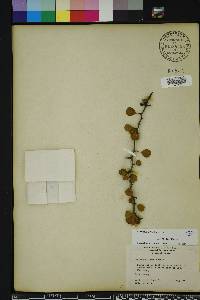 Crataegus michauxii image