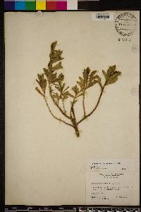 Borrichia frutescens image