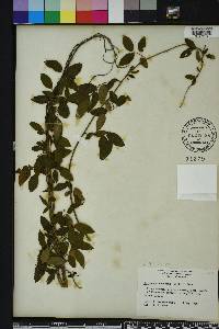 Berchemia scandens image