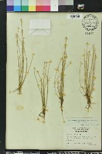 Eleocharis albida image