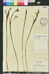 Sisyrinchium xerophyllum image