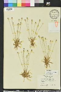 Lachnocaulon anceps image