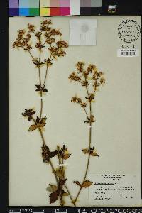 Eriogonum tomentosum image
