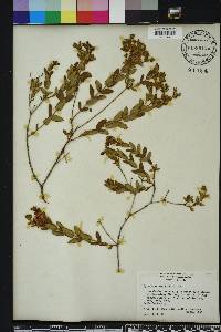 Hypericum myrtifolium image