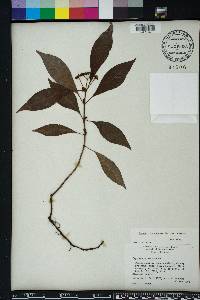 Psychotria nervosa image