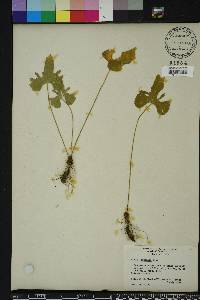 Viola palmata image