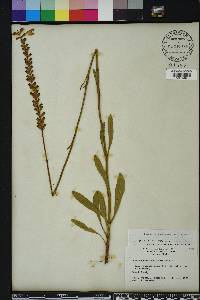 Physostegia purpurea image
