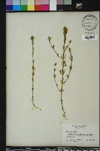 Polygala cruciata image