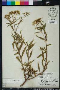 Flaveria floridana image