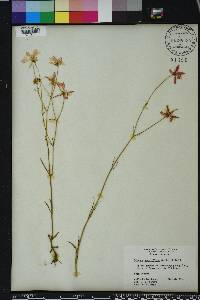 Sabatia grandiflora image