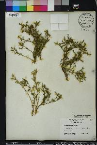 Polypremum procumbens image