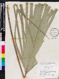 Sabal palmetto image