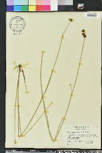 Juncus megacephalus image