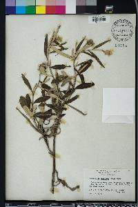 Pterocaulon pycnostachyum image