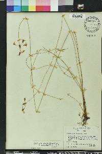 Fimbristylis puberula image