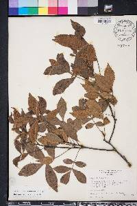 Carya floridana image