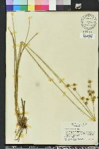 Juncus scirpoides image