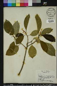 Ficus aurea image