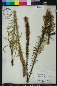 Liatris gracilis image